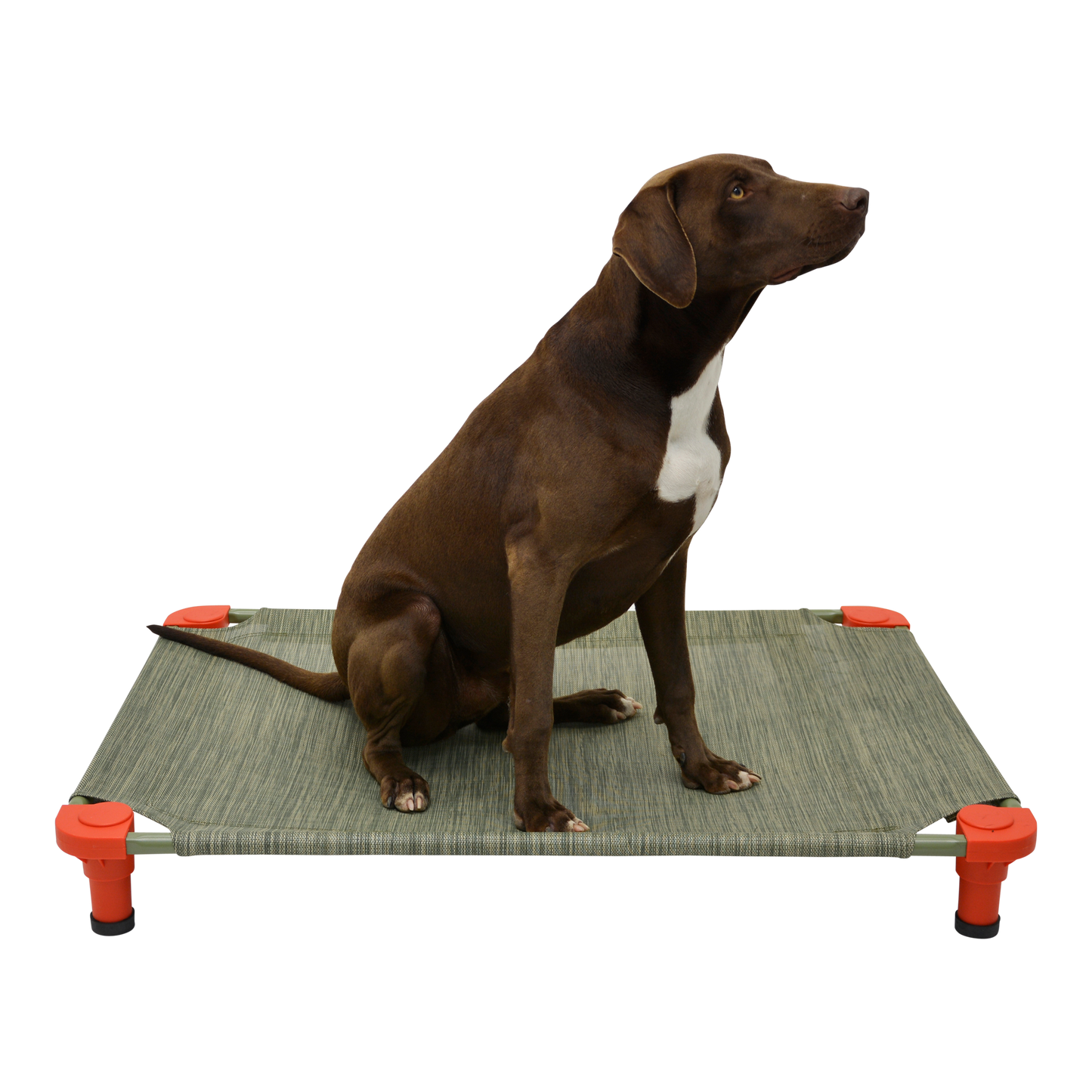 4Legs4Pets 40" X 30"Customized Dog Cot